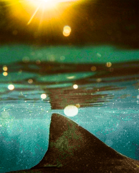 Aloha X Shark Luster Print
