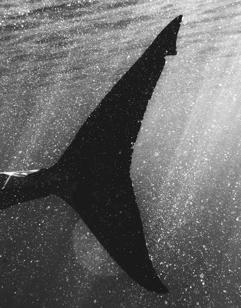 Speckled Shark